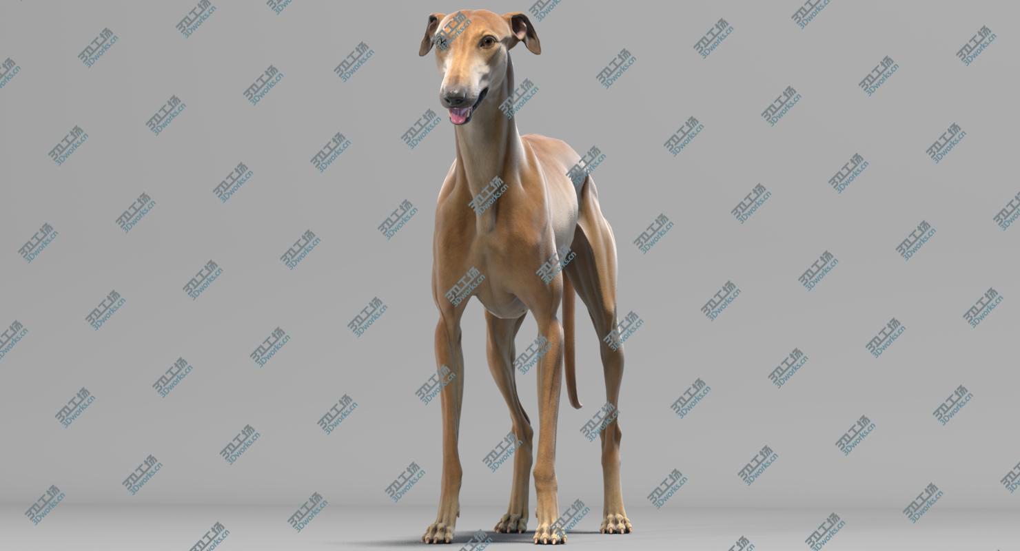 images/goods_img/20210319/3D Greyhound model/2.jpg